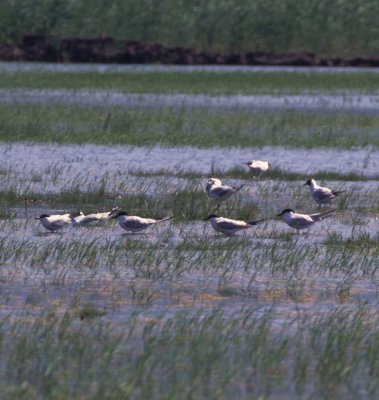 gull-billed terns, Pego