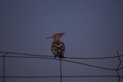 hoopoe, La Mata