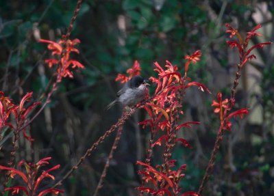 sardinian warbler, Denia