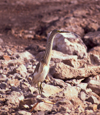 squacco heron, Pego