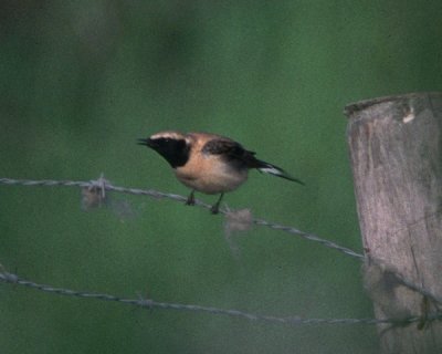 Rare birds in Zeeland 1990 - 2005