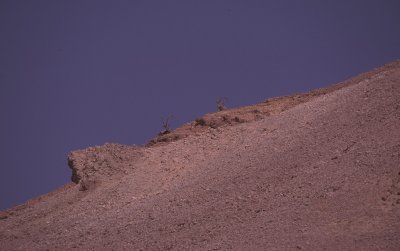 Nubian Ibex in Negev