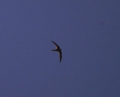 asian palm swift, Bali Barat NP, Bali