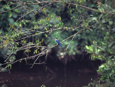 collared kingfisher, Sungeih Buloh, Singapore