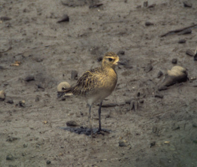 pacific golden plover, Sungeih Buloh, Singapore