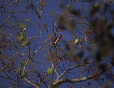 small minivet, Thailand