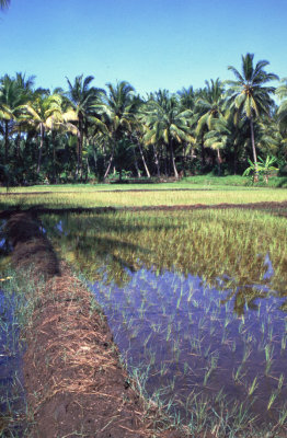 ricefield, Pangandaran