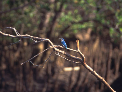 little blue kingfisher, Benoa, Bali
