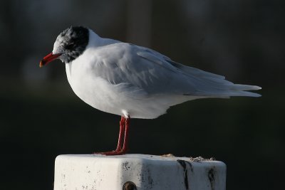 mediteranean gull / zwartkopmeeuw, Souburg