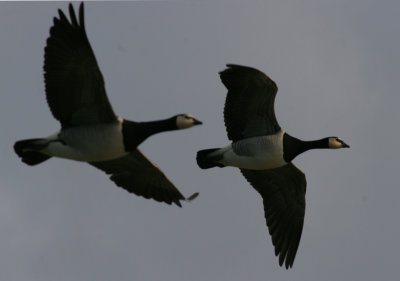 barnacle goose / brandgans, Blikken