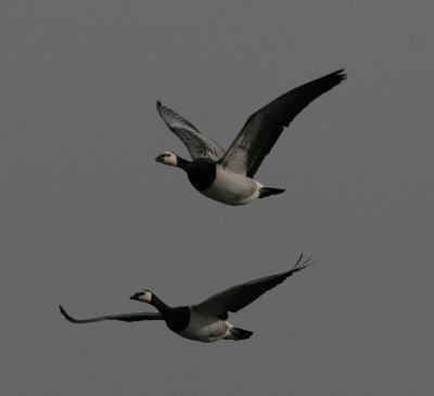 barnacle goose / brandgans, Blikken