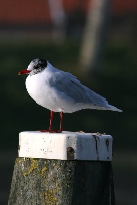 mediteranean gull / zwartkopmeeuw, Souburg