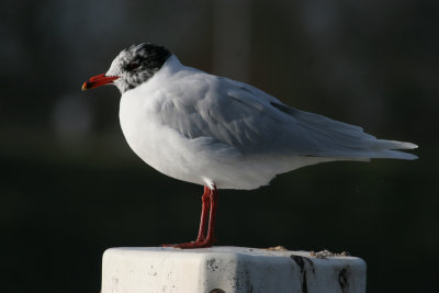 mediteranean gull / zwartkopmeeuw, Souburg