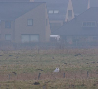 snowy owl / sneeuwuil, Belgi