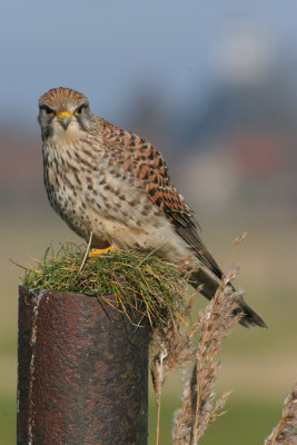 kestrel / torenvalk, Middelburg