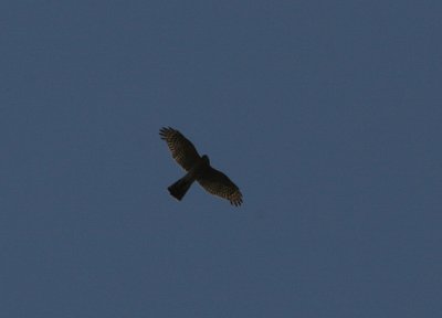 sparrowhawk / sperwer, Middelburg