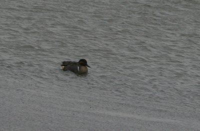 am. teal / am. wintertaling, Anna Friso Inlaag, Noord-Beveland