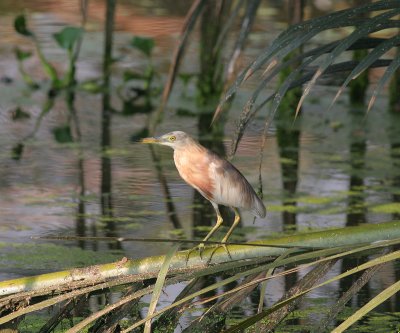 javan pond-heron, Muare Anke