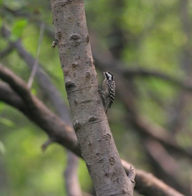 Sunda woodpecker, Muare Anke