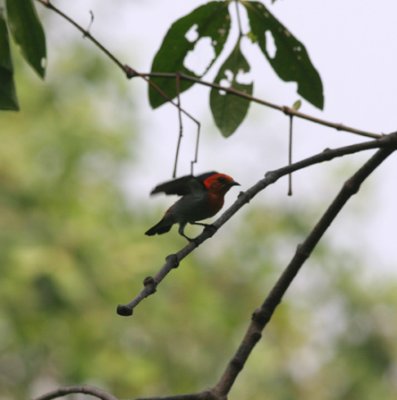 scarlet-headed flowerpecker, Muare Anke