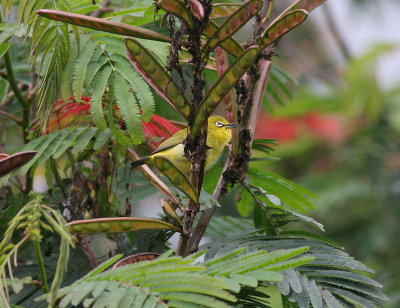 oriental white-eye (lowland-form)