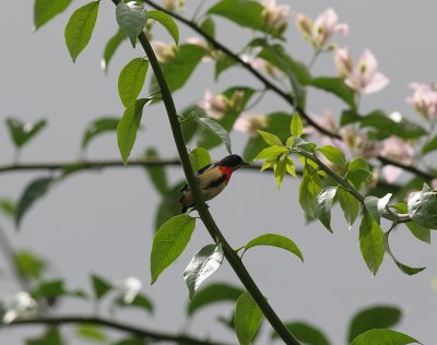 blood-breasted flowerpecker