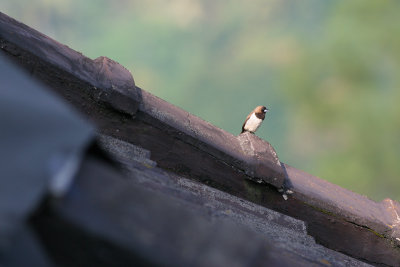 javan munia