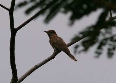 rusty-breasted cuckoo