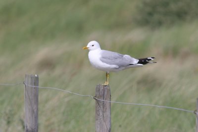 common gull / stormmeeuw