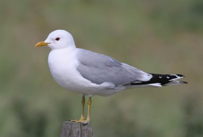 common gull / stormmeeuw