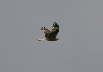 red kite / rode wouw, Grijpskerke