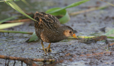 spotted crake / porseleinhoen, Zevenhoven, N-H