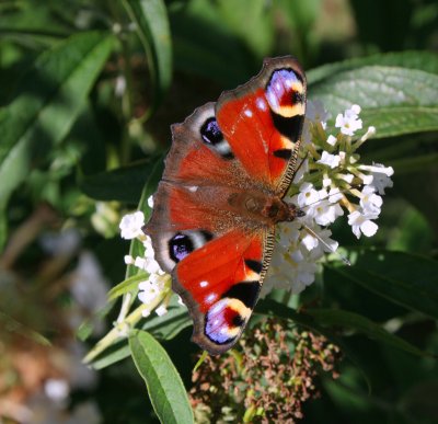 Vlinders in Belgi