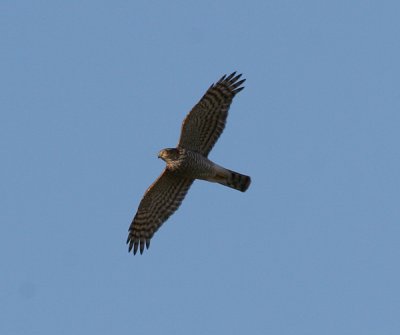 sparrowhawk / sperwer, Westkapelle