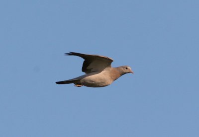 stock dove / holenduif