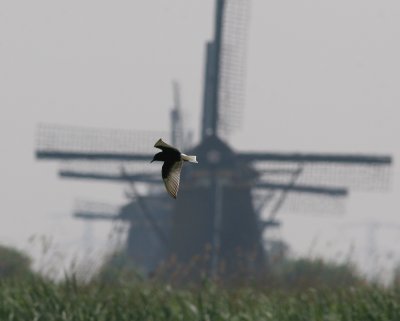 white-winged tern / witvleugelstern