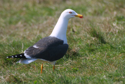 lesser black-backed gull / kleine mantelmeeuw, Neeltje