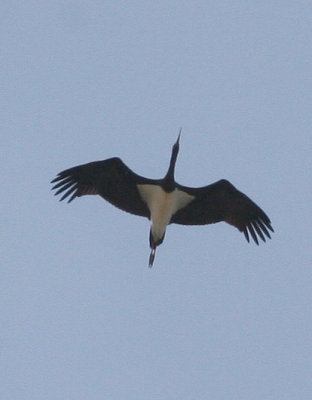black stork / zwarte ooievaar, Burgh-Haamstede