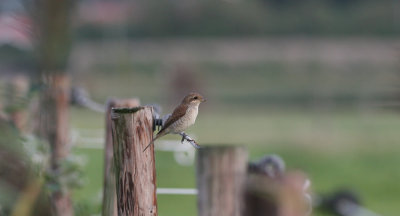 red-backed shrike / grauwe klauwier