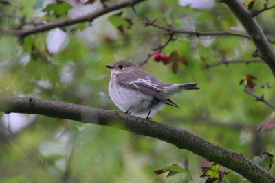 pied flycatcher / bonte vliegenvanger