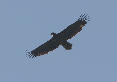 white-tailed eagle / zeearend, Hoogelande