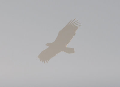 white-tailed eagle / zeearend
