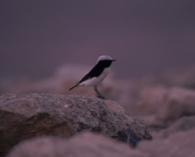 mourning wheatear / rouwtapuit, Israel 1994