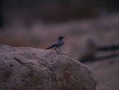 blackstart / zwartstaart, Israel 1994