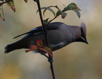 waxwing / pestvogel