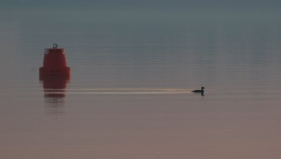 great northern diver / ijsduiker