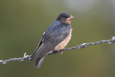 barn swallow / boerenzwaluw