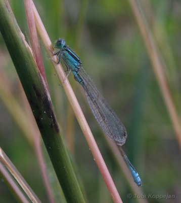 tengere grasjuffer, Vlissingen