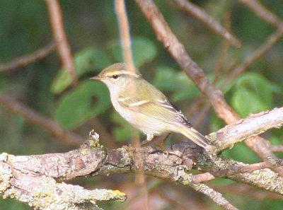 yellow-browed warbler / bladkoning, Neeltje