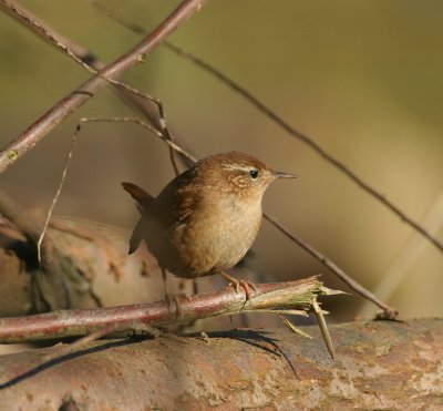 wren, Stengweg, Texel